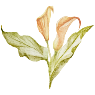confirmacion-flor